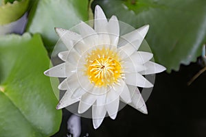 Close-up beautiful lotus flower, White lotus flower select focus blur or blurred soft focus, Lotus flower background.