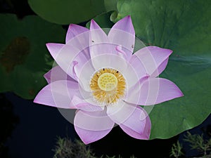 Close up beautiful lotus on green leaf background