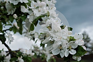 Close-up of a beautiful lush branch of a spring flowering apple tree with large white flowers.