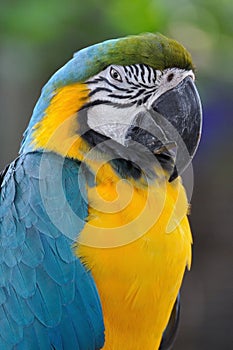 Close up beautiful macaw bird with angry eye action.