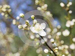 Close up beautiful macro blooming pink apple blossom bud flower twing with leaves, selective focus, natural bokeh green