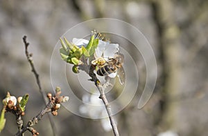 Close up beautiful macro blooming white apple blossom with flying bee gathering pollen. buds flower twing with leaves