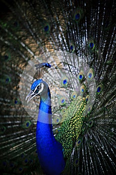 Close up of beautiful male feather  indian pheasant