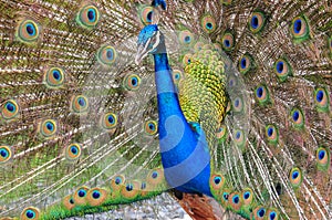 Close up of a beautiful male Peacock on a field