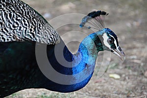 Close-up of beautiful male peacock head