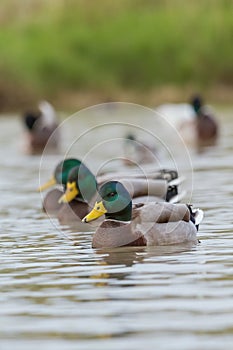 Close up from a beautiful mallards Anas platyrhynchos