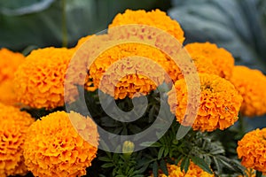 Close-up of beautiful marigold blossom