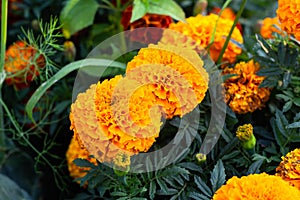 Close-up of beautiful marigold blossom