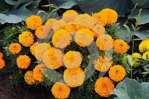 Close-up of beautiful marigold blossom