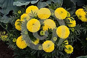 Close-up of beautiful marigold blossom