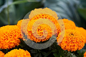 Close-up of beautiful marigold blossom