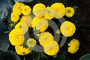 Close-up of beautiful marigold blossom