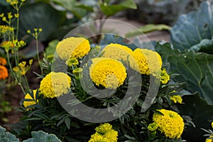 Close-up of beautiful marigold blossom