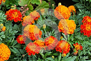 Close up of beautiful Marigold flower in the garden