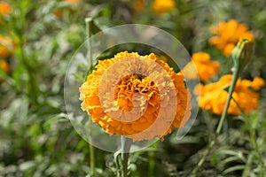 Close up of beautiful marigold flower in a garden