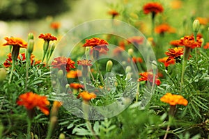 Close up of beautiful Marigold flower in the garden. Macro of marigold in flower bed sunny day