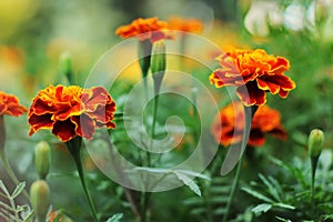 Close up of beautiful Marigold flower in the garden. Macro of marigold in flower bed sunny day