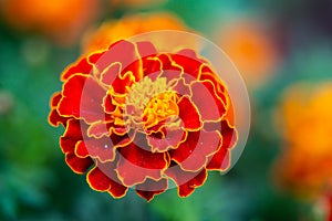 Close up of beautiful Marigold flower or Tagetes erecta, Mexican, Aztec or African marigold in the garden. Macro of marigold in