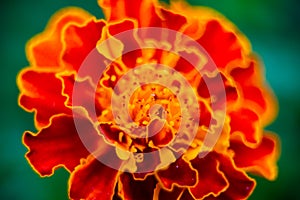 Close up of beautiful Marigold flower or Tagetes erecta, Mexican, Aztec or African marigold in the garden. Macro of marigold in