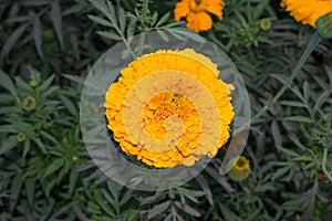 Close up of beautiful marry gold flower