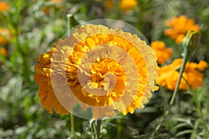 Close up of beautiful marry gold flower