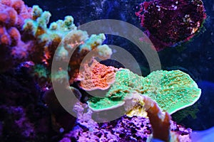 Close up beautiful Montipora Stylophora Coral Stylophora sp. sps coral reef in aquarium tank