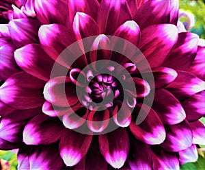 Close up of a beautiful multi colored dahlia blossom