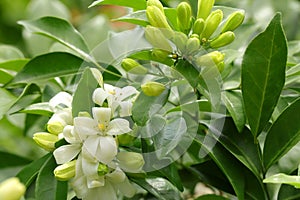 Close up of beautiful Murraya paniculata or Orange Jessamine in the garden.