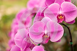 Close up beautiful nature orchid Phalaenopsis pink