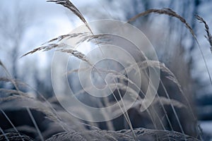 Close up of beautiful needlegrass during windy weather on a blurred background