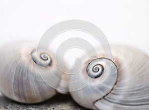 Neverita Duplicata Shark Eye Sea Snail Shell