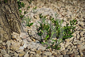 Close-up of beautiful new young shoots of bonsai olive tree Olea europaea in stones. Public city park Krasnodar or `Galitsky`