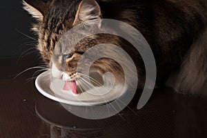 close-up of a beautiful norwegian forest cat drinking milk out of a saucer in dim light.