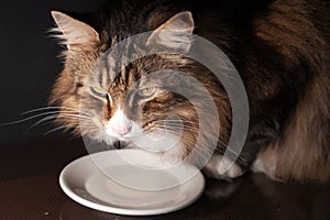 Close-up of a beautiful norwegian forest cat drinking milk out of a white saucer in dim light.