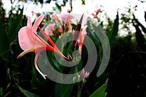 Close Up Beautiful Old rose colors of Canna indica Flower or commonly known as Indian shot or African arrowroot