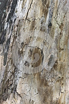 Close up of a beautiful old textured bark of a tree.