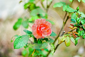 Close up of beautiful one red rose on green branch. Rose and bud on garden. Valentines background.