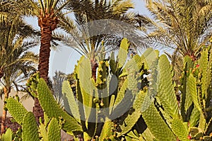 Close up of beautiful Opuntia Ficus Indica Fichi di India also called Nopal with palm trees at the background. Sharm El Sheikh photo