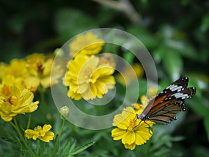 Close up beautiful orange butterfly Common Tiger Danaus genutia pollination yellow flower with green garden background