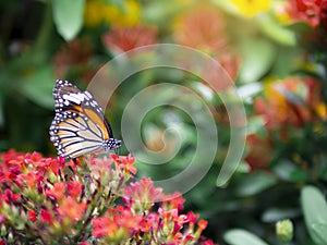 Close up beautiful orange butterfly Common Tiger Danaus genutia on red flower with green garden background