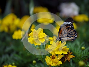 Close up beautiful orange butterfly Common Tiger Danaus genutia on yellow flower with green garden background