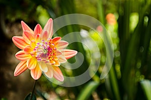 Close up The Beautiful Orange Chrysanthemum flowers