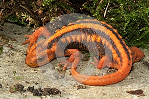 Close up of a beautiful orange colored female of the endangered