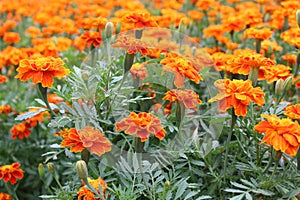 Close Up Beautiful Orange Colors of Marigold flowers and Green Leaf Background in garden