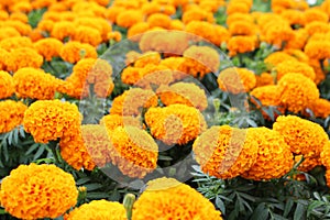 Close Up Beautiful Orange Colors of Marigold flowers and Green Leaf Background in garden