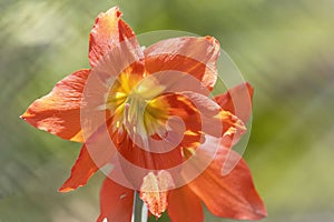 Close up of a beautiful orange Flower