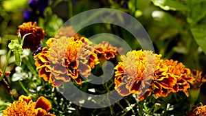 Close up of beautiful orange with red Marigold flower Tagetes erecta, Mexican, Aztec or African marigold in the garden. Macro of