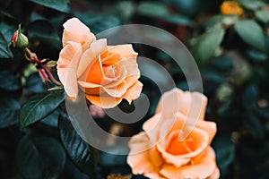 Close-up of beautiful orange rose bush