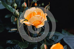 Close-up of beautiful orange rose bush