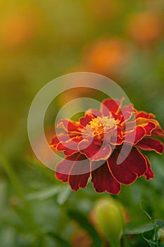 Close up of beautiful Orange yellow marigold flower, petals with gradients effect, Macro of marigold in flower bed sunny day